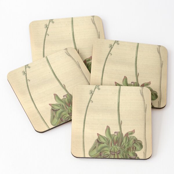 Item preview, Curtis's botanical magazine (Plate 3118) (8411517882) designed and sold by EsotericBotanic.