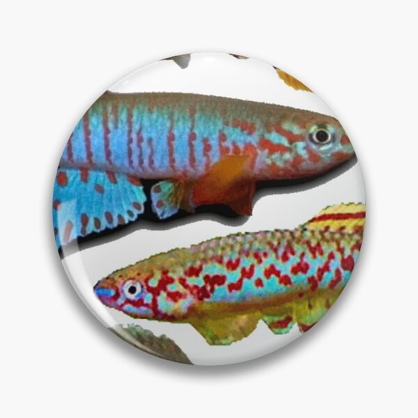 Item preview, 4 African Killifish designed and sold by killies.