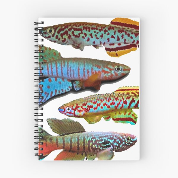 Item preview, 4 African Killifish designed and sold by killies.