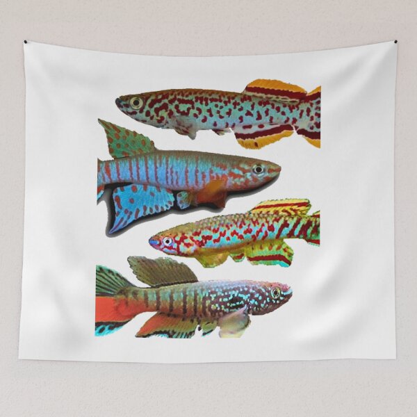 Item preview, 4 African Killifish designed and sold by killies.