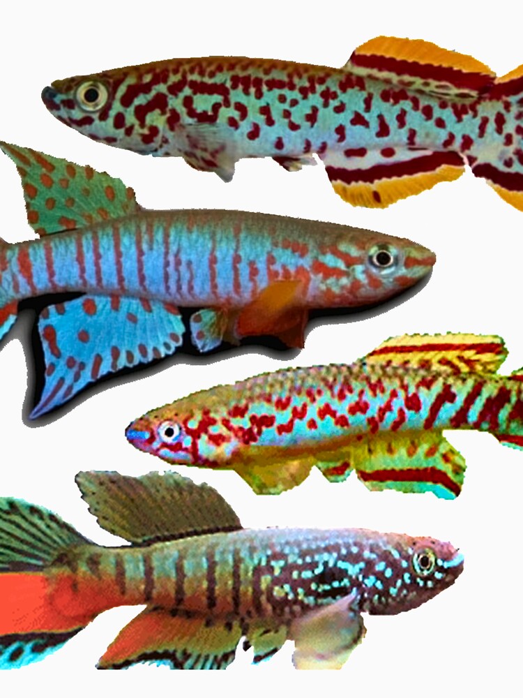 4 African Killifish by killies