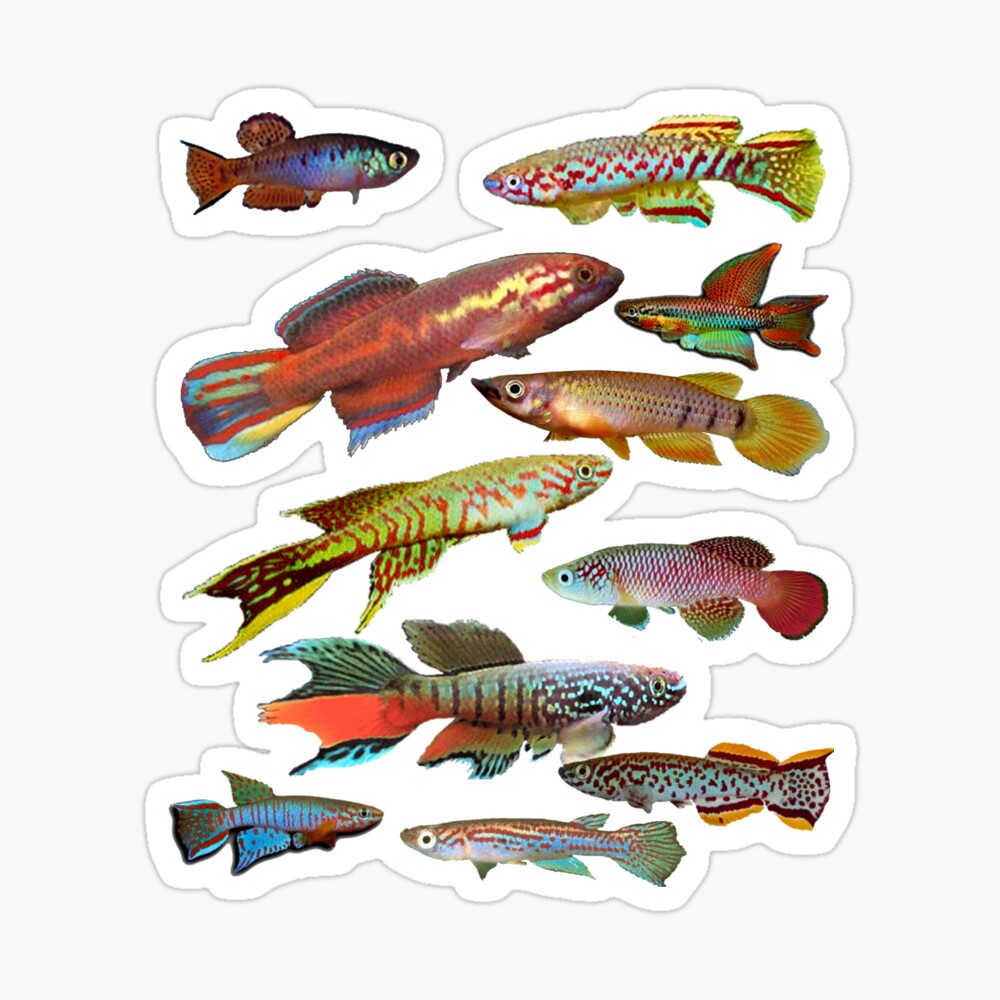 African Killifish Multi-Fish Pattern Art Board Print for Sale by killies