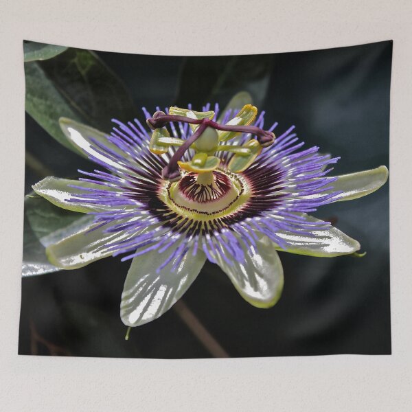 Item preview, Passionfruit Flower designed and sold by Cars around Adelaide.