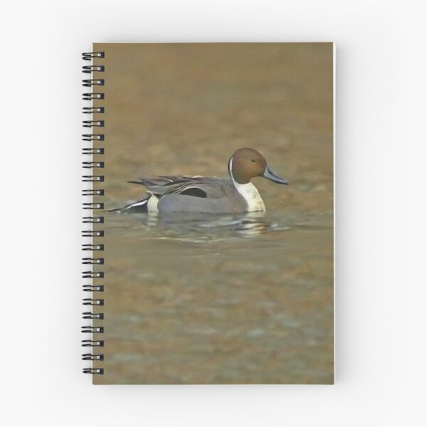 Item preview, Northern pintail designed and sold by Guardi71.
