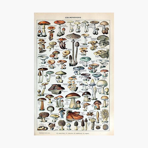 Vintage Edible Mushroom Chart Photographic Print