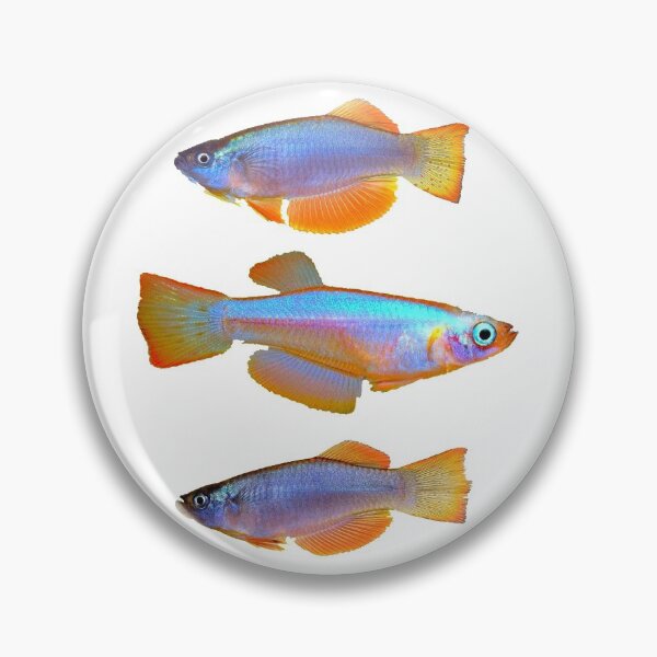 Item preview, Procatopus similis Muyukav designed and sold by killies.