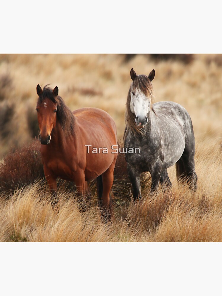 "Kaimanawa Wild Horses, New Zealand" Sticker for Sale by chocolatemouse