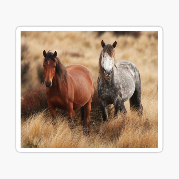Kaimanawa Wild Horses, New Zealand Sticker