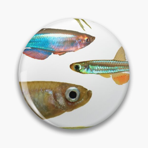 Item preview, Lampeyes Killifish designed and sold by killies.