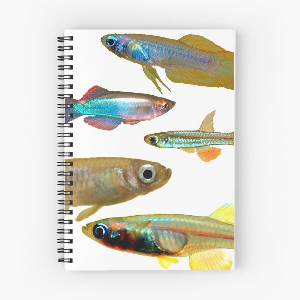 Item preview, Lampeyes Killifish designed and sold by killies.
