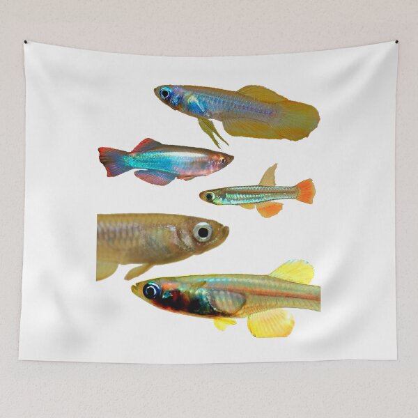 Item preview, Lampeyes Killifish designed and sold by killies.