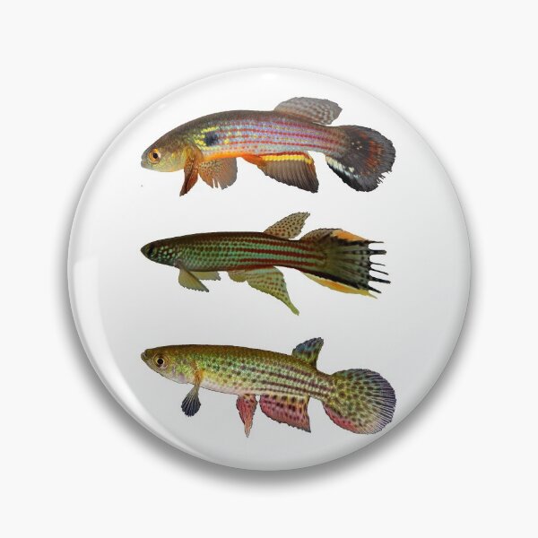 Item preview, Annual Killifish designed and sold by killies.