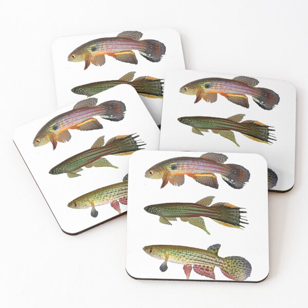 Item preview, Annual Killifish designed and sold by killies.