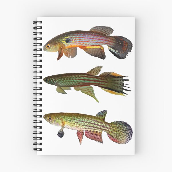 Item preview, Annual Killifish designed and sold by killies.