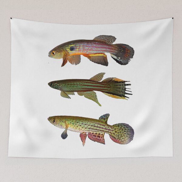 Item preview, Annual Killifish designed and sold by killies.