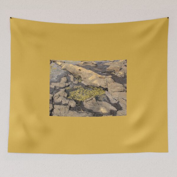 Item preview, Rock Pool at Fossil Forest designed and sold by coffeebean.