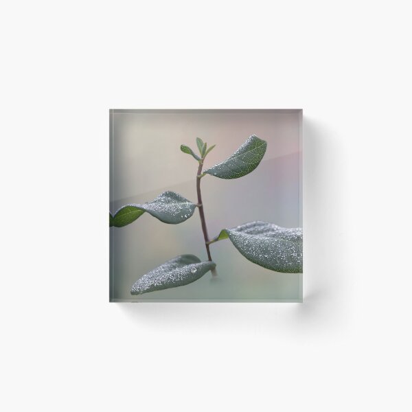 Item preview, Morning Dew  designed and sold by Elisabeth Lucas.