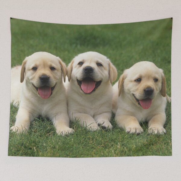 Item preview, Three labrador retriever puppy dogs are lying in a meadow designed and sold by Toffy2222.