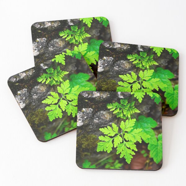 Item preview, Plant 3 | Nature photography designed and sold by Mii-pics.