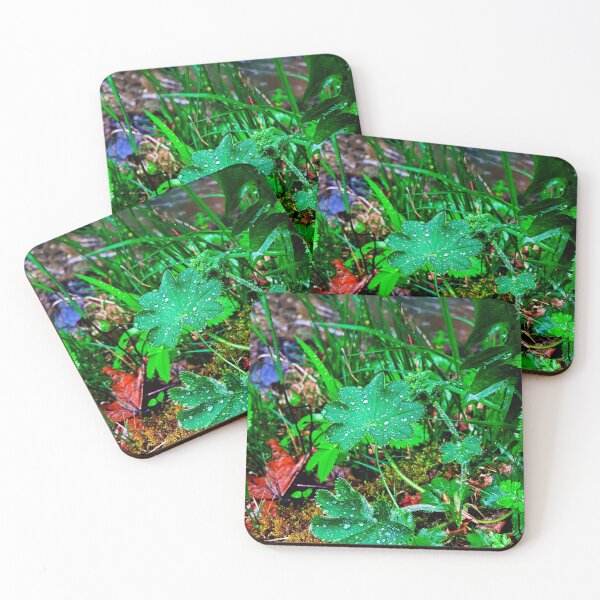 Item preview, Plant with raindrops | Nature photography designed and sold by Mii-pics.