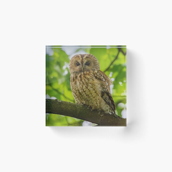 Item preview, Tawny Owl designed and sold by Rosscoe1985.