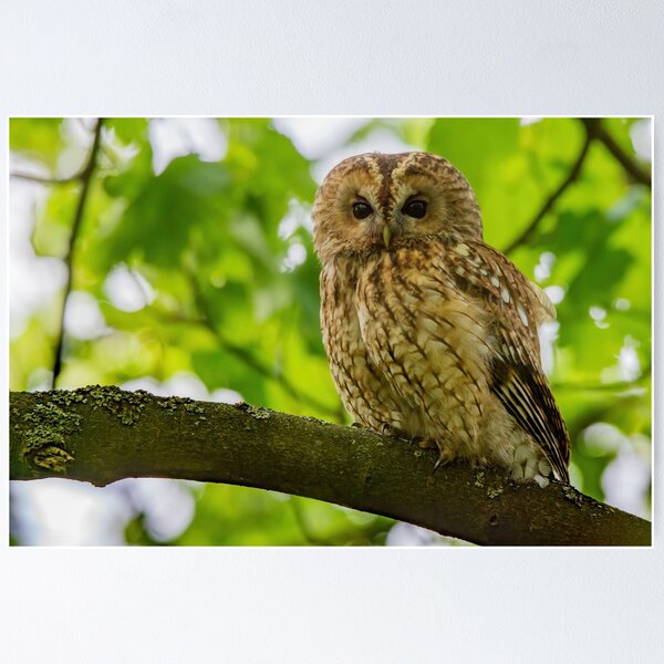 Item preview, Tawny Owl designed and sold by Rosscoe1985.
