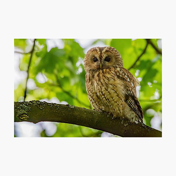 Item preview, Tawny Owl designed and sold by Rosscoe1985.