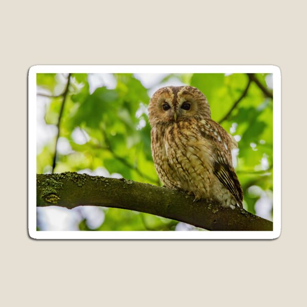 Item preview, Tawny Owl designed and sold by Rosscoe1985.