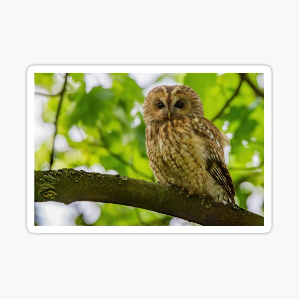 Item preview, Tawny Owl designed and sold by Rosscoe1985.