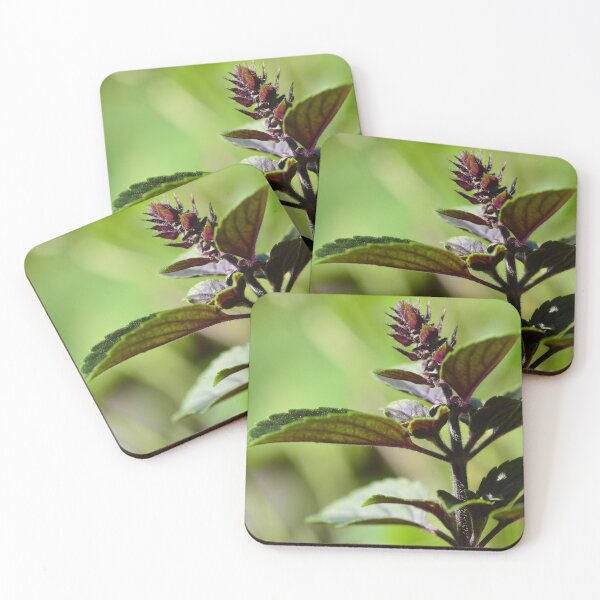 Item preview, Purple basil in the urban garden designed and sold by wineandwords.