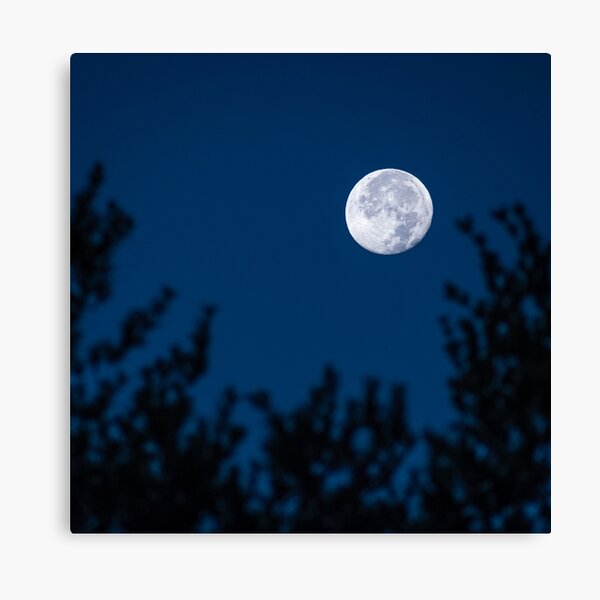 Blue Moon in the Morning Canvas Print