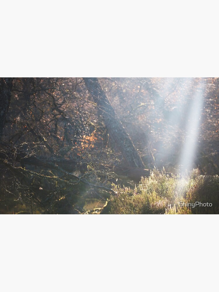 Autumn in the Woods by ShinyPhoto