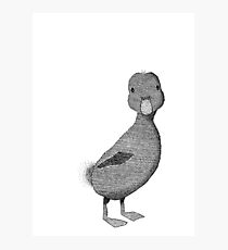 Little Duck Photographic Print
