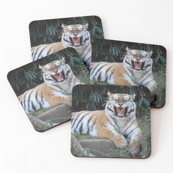 Item preview, Amur Tiger at the National Zoo designed and sold by Zoo and Nature Photography by Karie.