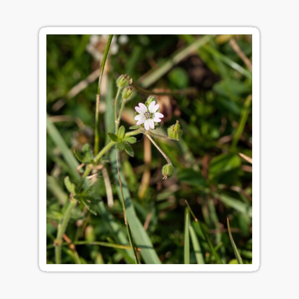 Cranesbill Sticker