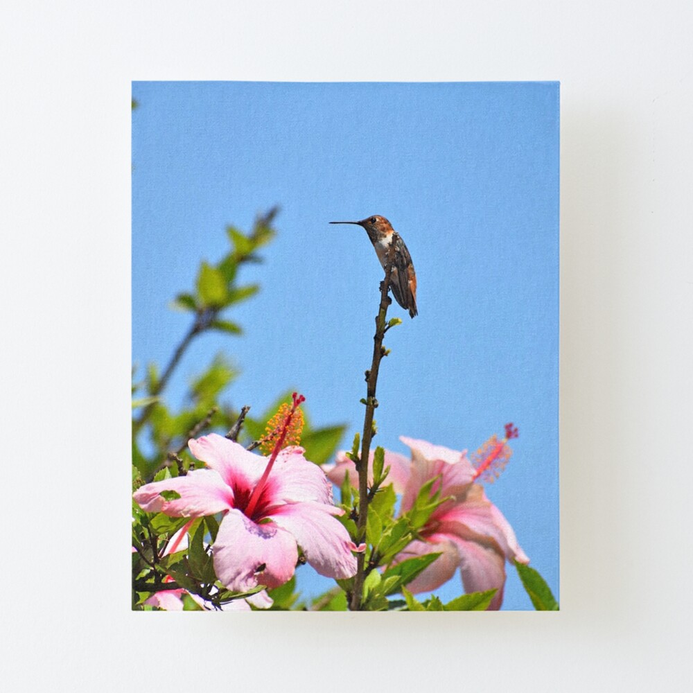 Toronto Blue Jays White Purple Hibiscus Pink Hummingbird Pink