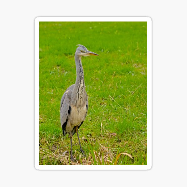 A young grey heron standing in a meadow Sticker