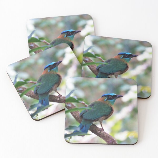 Item preview, Blue Crowned Motmot Perching on Branch Photo designed and sold by julyperson.