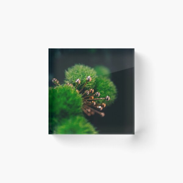 Item preview, Moss Balls with accent designed and sold by killies.