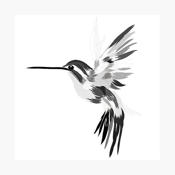 Impression photo for Sale avec l uvre Illustrations d oiseaux Colibri noir et blanc de l artiste ChriseryMerch