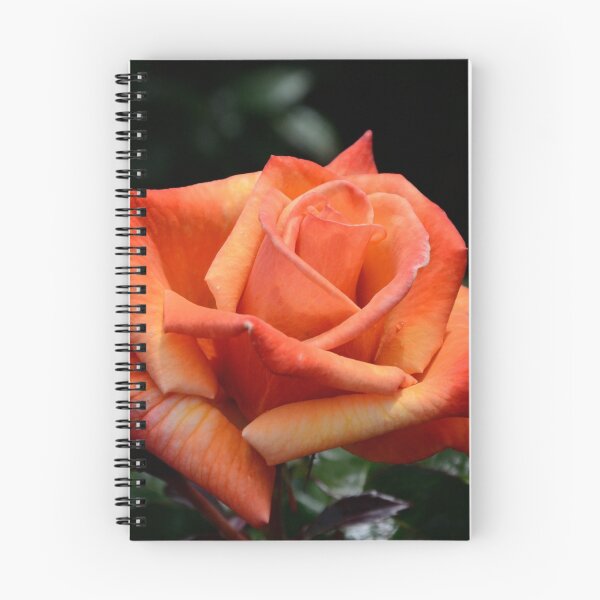 Item preview, Remember Me rose designed and sold by 29Breizh33.
