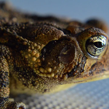 Artwork thumbnail, Toadally Radical by RewskiPhotos