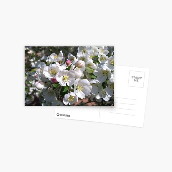 Flowering Tree Postcard