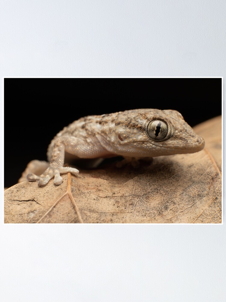 “Moorish Gecko (Tarentola mauritanica)” Poster for Sale by martingalli
