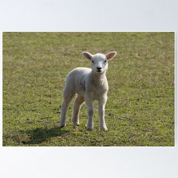 Item preview, Lamb designed and sold by Robert Carr.