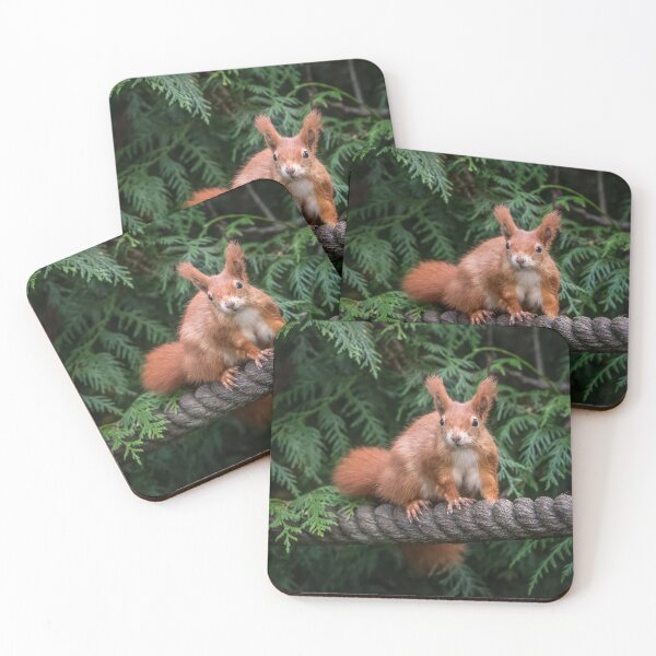 Item preview, Red Squirrel designed and sold by Steve Liptrot Photography.