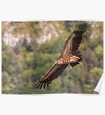 Griffon Vulture in flight Poster