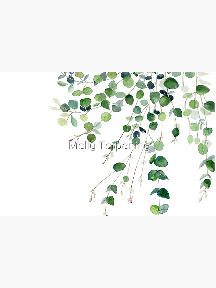 Eucalyptus Watercolor by MellyTerp