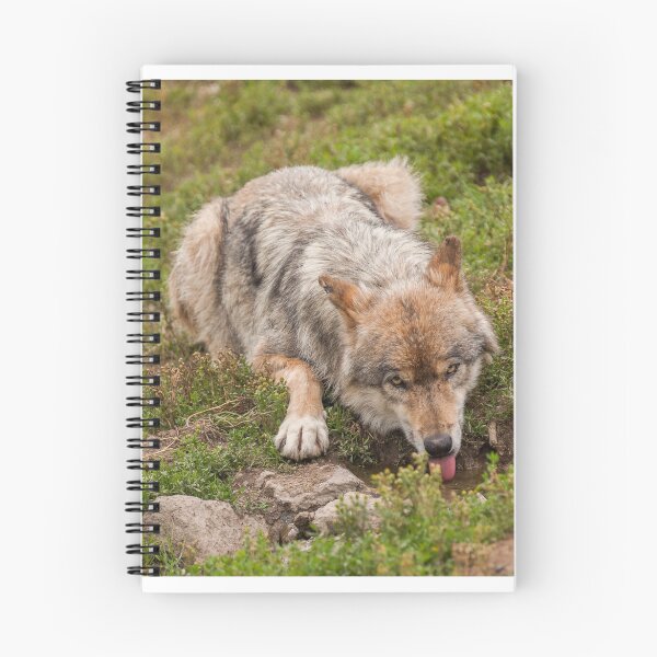 Item preview, Wolf drinking designed and sold by LaurentS.