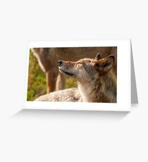 Wolf enjoying the sun Greeting Card